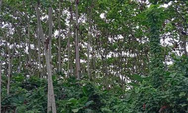 VENTA FINCA AGRÍCOLA- GANADERA MUISNE Km 21 Vía El Salto - Mompiche