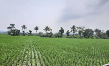 Dijual Tanah di Padalarang, SHM Lokasi Strategis Cocok untuk Investasi