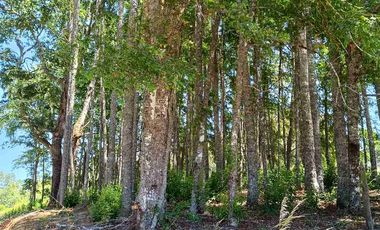 En venta parcelas en Villarrica