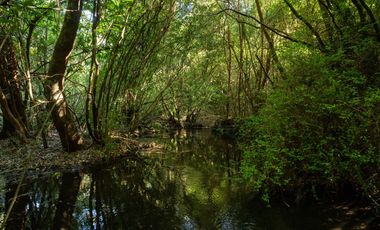 Campo las Lomas, Puerto Varas