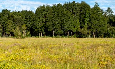 Campo las Lomas, Puerto Varas