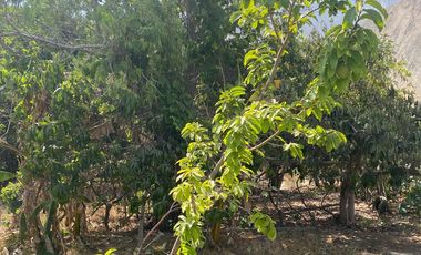 Terreno para uso agrícola o casa huerta