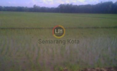 Kavling untuk industri di Sayung