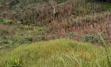 VENDO FINCA SABANA TORRES VEREDA PAYOA AREA 80 HECTAREAS