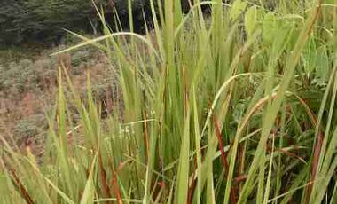 VENDO FINCA SABANA TORRES VEREDA PAYOA AREA 80 HECTAREAS