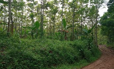 tanah murah  dijual 12000m2 dekat citra maja