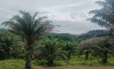 DIJUAL TANAH LUAS 150-200 Ha HARGA SUPER MURAH Rp18.000 perak per M² Lokasi Pandeglang - Cibitung Zona Industri Potensial