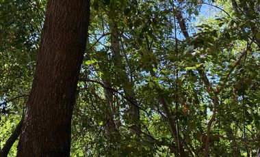 Se vende 7 Ha en Vilches Alto con Bosque Nativo,Vertiente y Acceso Asfaltado