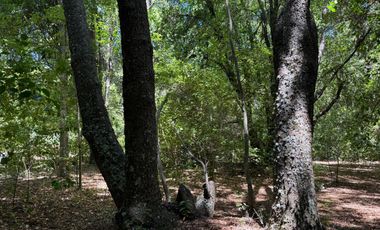 Se vende 7 Ha en Vilches Alto con Bosque Nativo,Vertiente y Acceso Asfaltado