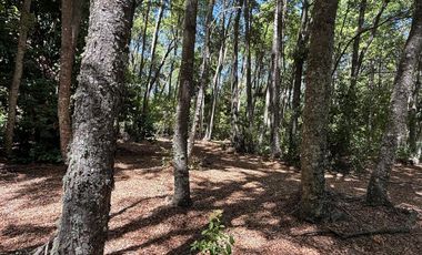 Se vende 7 Ha en Vilches Alto con Bosque Nativo,Vertiente y Acceso Asfaltado
