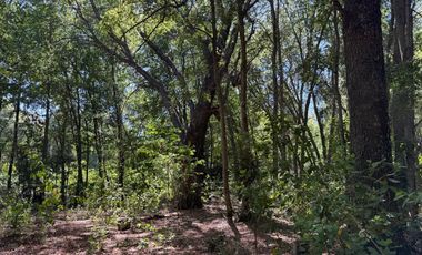 Se vende 7 Ha en Vilches Alto con Bosque Nativo,Vertiente y Acceso Asfaltado