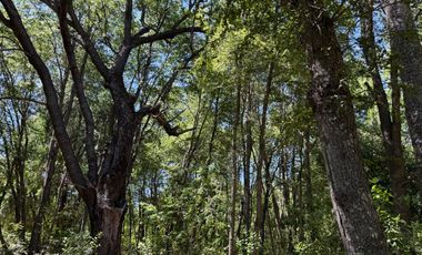 Se vende 7 Ha en Vilches Alto con Bosque Nativo,Vertiente y Acceso Asfaltado