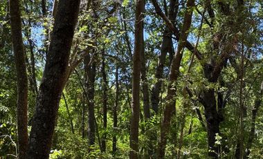 Se vende 7 Ha en Vilches Alto con Bosque Nativo,Vertiente y Acceso Asfaltado