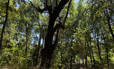 Se vende 7 Ha en Vilches Alto con Bosque Nativo,Vertiente y Acceso Asfaltado