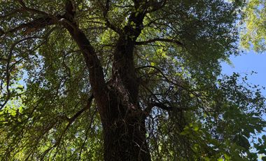 Se vende 7 Ha en Vilches Alto con Bosque Nativo,Vertiente y Acceso Asfaltado