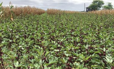 Terreno de 1,500.000 m² en venta en Chanduy