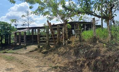 SE VENDE FINCA GANADERA EN PRODUCCIÓN, 52 HAS. LA CELICA – PEDRO VICENTE MALDONADO - PICHINCHA - ECUADOR