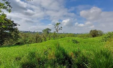 SE VENDE FINCA GANADERA EN PRODUCCIÓN, 52 HAS. LA CELICA – PEDRO VICENTE MALDONADO - PICHINCHA - ECUADOR