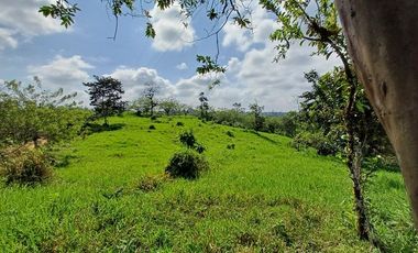 SE VENDE FINCA GANADERA EN PRODUCCIÓN, 52 HAS. LA CELICA – PEDRO VICENTE MALDONADO - PICHINCHA - ECUADOR