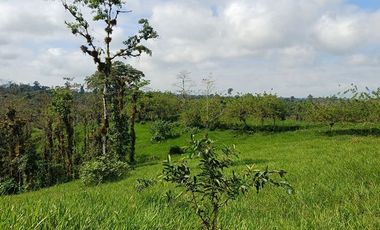 SE VENDE FINCA GANADERA EN PRODUCCIÓN, 52 HAS. LA CELICA – PEDRO VICENTE MALDONADO - PICHINCHA - ECUADOR