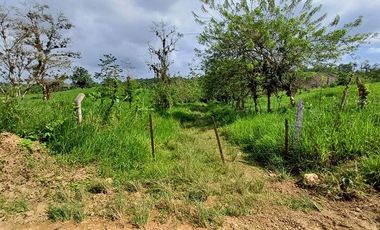 SE VENDE FINCA GANADERA EN PRODUCCIÓN, 52 HAS. LA CELICA – PEDRO VICENTE MALDONADO - PICHINCHA - ECUADOR