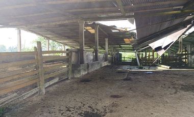 SE VENDE FINCA GANADERA EN PRODUCCIÓN, 52 HAS. LA CELICA – PEDRO VICENTE MALDONADO - PICHINCHA - ECUADOR