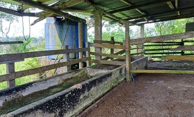 SE VENDE FINCA GANADERA EN PRODUCCIÓN, 52 HAS. LA CELICA – PEDRO VICENTE MALDONADO - PICHINCHA - ECUADOR