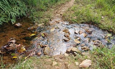 SE VENDE FINCA GANADERA EN PRODUCCIÓN, 52 HAS. LA CELICA – PEDRO VICENTE MALDONADO - PICHINCHA - ECUADOR