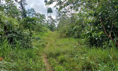 SE VENDE FINCA GANADERA EN PRODUCCIÓN, 52 HAS. LA CELICA – PEDRO VICENTE MALDONADO - PICHINCHA - ECUADOR