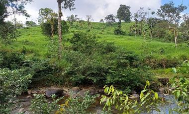 SE VENDE FINCA GANADERA EN PRODUCCIÓN, 52 HAS. LA CELICA – PEDRO VICENTE MALDONADO - PICHINCHA - ECUADOR