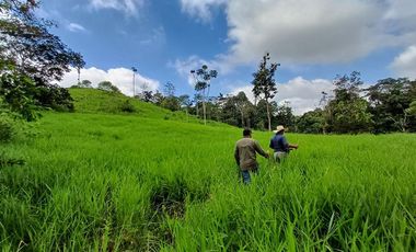 SE VENDE FINCA GANADERA EN PRODUCCIÓN, 52 HAS. LA CELICA – PEDRO VICENTE MALDONADO - PICHINCHA - ECUADOR