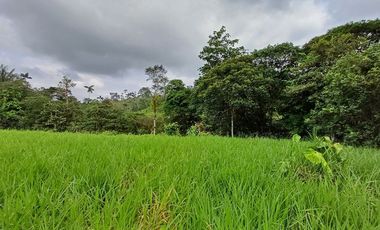 SE VENDE FINCA GANADERA EN PRODUCCIÓN, 52 HAS. LA CELICA – PEDRO VICENTE MALDONADO - PICHINCHA - ECUADOR