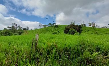 SE VENDE FINCA GANADERA EN PRODUCCIÓN, 52 HAS. LA CELICA – PEDRO VICENTE MALDONADO - PICHINCHA - ECUADOR