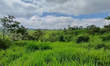 SE VENDE FINCA GANADERA EN PRODUCCIÓN, 52 HAS. LA CELICA – PEDRO VICENTE MALDONADO - PICHINCHA - ECUADOR