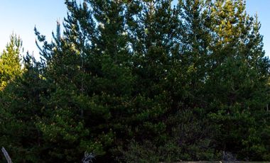 VENDO PARCELA DE 5.000 M², COMUNA DE CHÉPICA