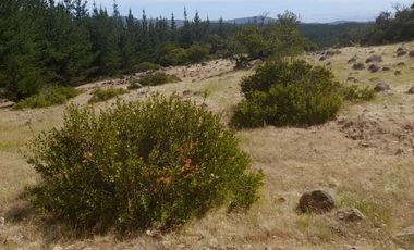 VENDO PARCELA DE 5.000 M², COMUNA DE CHÉPICA