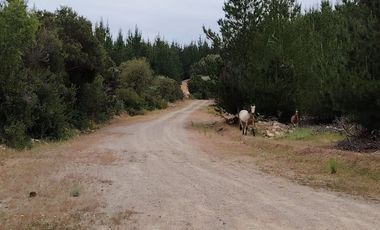 VENDO PARCELA DE 5.000 M², COMUNA DE CHÉPICA