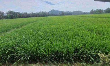 Dijual cepat/murahSawah dengan view gunung di buntu dengen ada pengairan/irigasi dekat jalan raya hanya 75rbu/meter