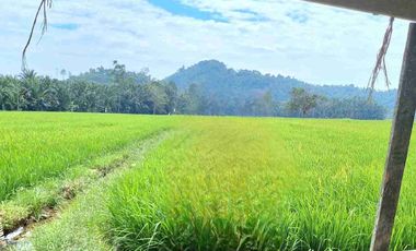 Dijual cepat/murahSawah dengan view gunung di buntu dengen ada pengairan/irigasi dekat jalan raya hanya 75rbu/meter