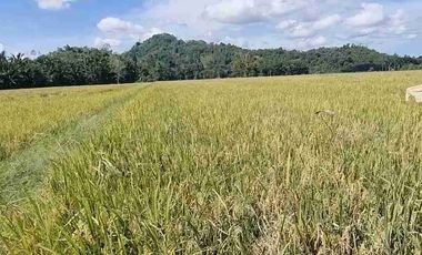 Dijual cepat/murahSawah dengan view gunung di buntu dengen ada pengairan/irigasi dekat jalan raya hanya 75rbu/meter