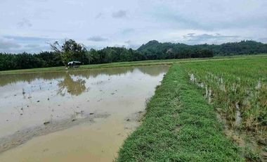 Dijual cepat/murahSawah dengan view gunung di buntu dengen ada pengairan/irigasi dekat jalan raya hanya 75rbu/meter