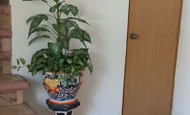 Casa en zona sur con alberca, palapa y vigilancia