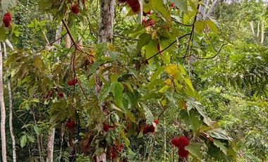 Paraíso autosostenible 15 hectáreas Precio x Ha