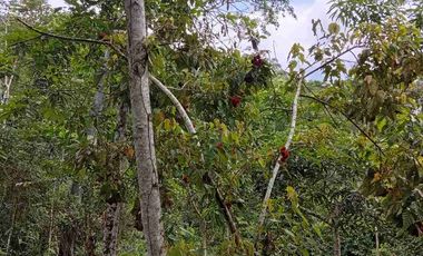 Paraíso autosostenible 15 hectáreas Precio x Ha