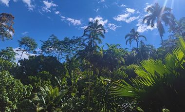 6 Hectareas en Chazuta a orillas del rio: Tu sueño empieza Hoy!