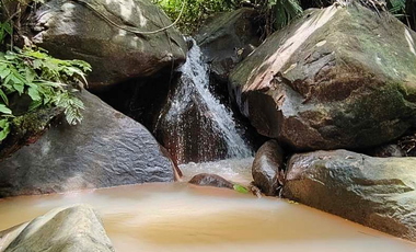 6 Hectareas en Chazuta a orillas del rio: Tu sueño empieza Hoy!