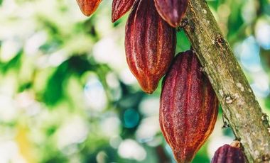 6 Hectareas en Chazuta a orillas del rio: Tu sueño empieza Hoy!