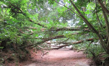 6 Hectareas en Chazuta a orillas del rio: Tu sueño empieza Hoy!