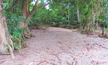6 Hectareas en Chazuta a orillas del rio: Tu sueño empieza Hoy!