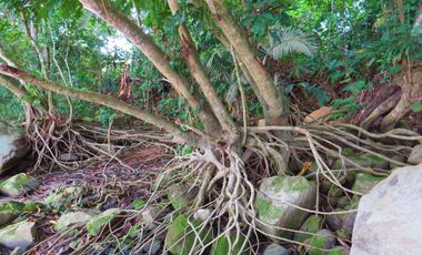 6 Hectareas en Chazuta a orillas del rio: Tu sueño empieza Hoy!